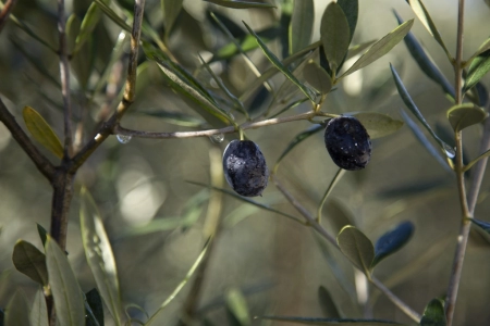 Oliveira Galega Microprogada