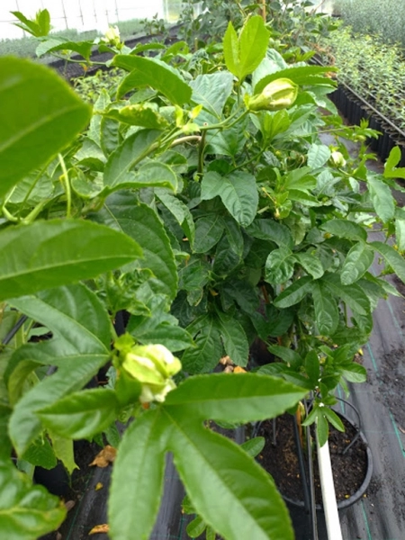 Maracujá