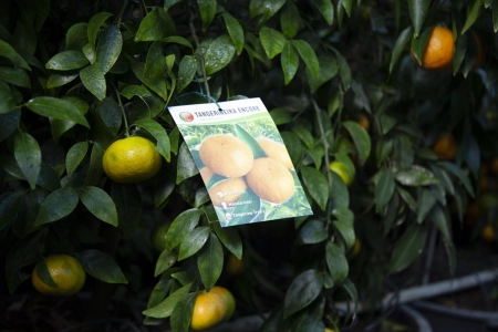 Tangerineira