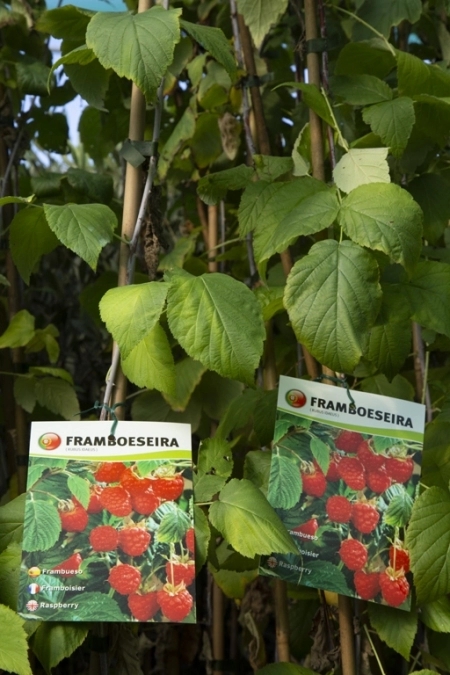 Framboesa