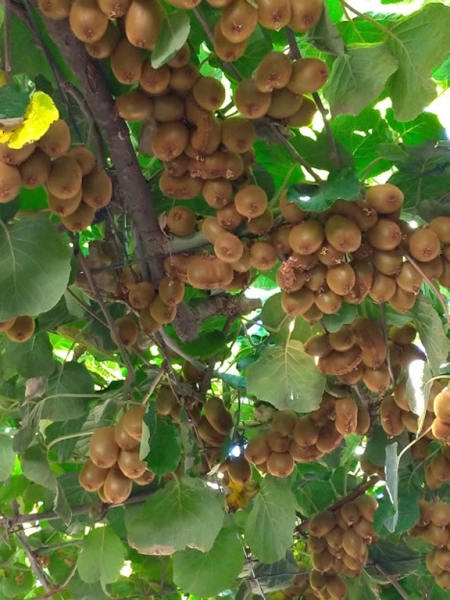 Kiwi