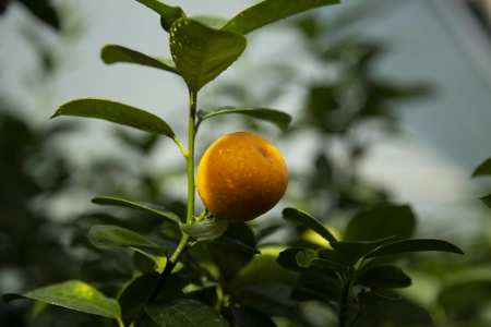 Kumquat